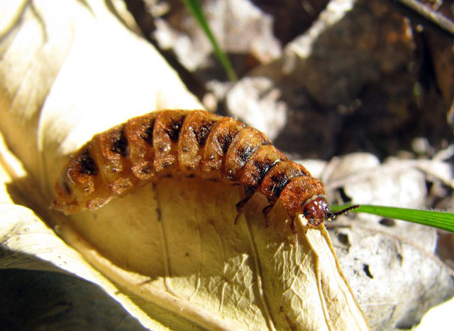 Drilus flavescens - Copyright Jacqueline Lombard